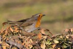 Pettirosso (Erithacus rubecula)
C & c sono graditi.
Canon 1D Mk IV - Canon 400mm - iso 400 - f/8 - 1/1250s - -0.33 EV