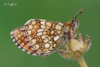 Melitaea athalia (Rottemburg, 1775)