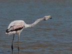Camargue # 29 Camargue # 29
