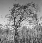 Hasselblad 500 c/m 
Distagon 50 f11 
Kodak Tmax400 
HC-110 - 5,30 min - 24�C