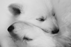 Yin e Yang Yin e Yang