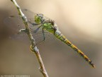 Sympetrum meridionale (Selys, 1841) Sympetrum meridionale (Selys, 1841)