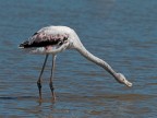 Camargue # 31 Camargue # 31