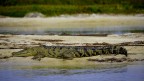 Crocodile Crocodile