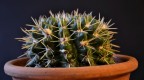 Foto ravvicinata di un piccolo cactus, scattata con Nikon d3100.