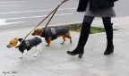 A spasso A spasso