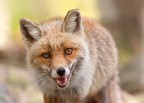 Fox Fox