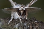 Apochima flabellaria (Heeger, 1838) Apochima flabellaria (Heeger, 1838)