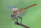 Sympetrum fonscolombii Sympetrum fonscolombii