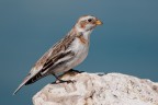 Zigolo delle Nevi (Plectrophenax nivalis) Zigolo delle Nevi (Plectrophenax nivalis)