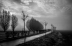 The Fog The Fog