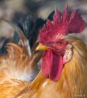 gallo gallo
