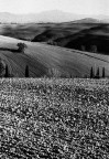 terra terra