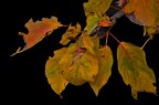 Autunno