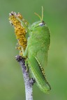 Anacridium aegyptium Anacridium aegyptium