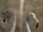 Camargue # 34