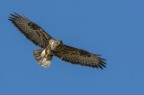Poiana (Buteo buteo)