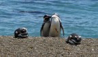 Pinguini innamorati Pinguini innamorati