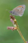 Coenonympha pamphilus Coenonympha pamphilus