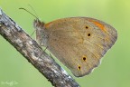 MANIOLA JURTINA (LINNAEUS, 1758)