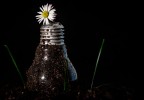 Light Bulb Light Bulb