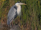 Camargue # 35 Camargue # 35