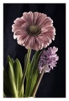 Gerbera Gerbera