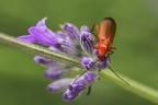 Prova di macro_1 Prova di macro_1