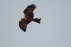 Rapace Rapace