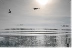 Gabbiani sull'acqua...