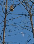 squirrel and moon squirrel and moon
