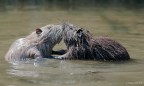 Le deux amants ! Le deux amants !