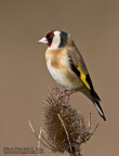 Cardillo (Carduelis carduelis)