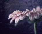 drops pink drops pink