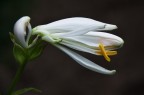 Flower N.1 Flower N.1