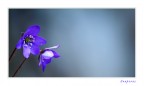 Fleur Fleur