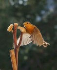 Pettirosso in volo... Pettirosso in volo...