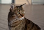 Gatto "Pepe" Gatto "Pepe"