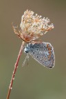 Polyommato Icarus Polyommato Icarus