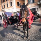 Cavallo