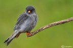 Falco cuculo Falco cuculo