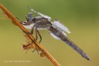 Orthetrum O. Brunneum, femmina Orthetrum O. Brunneum, femmina