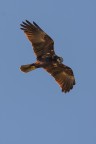Falco di palude... ancora lui! Falco di palude... ancora lui!