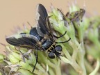 mosca rugiadosa mosca rugiadosa
