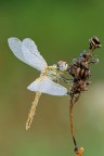 Sympetrum fonscolombii Sympetrum fonscolombii