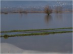 A spasso per il padule allagato A spasso per il padule allagato