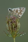 Pyrgus Pyrgus
