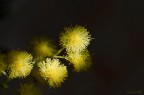 Mimosa Mimosa