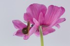 fiore e @ fiore e @