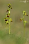 Ophrys fusca Ophrys fusca